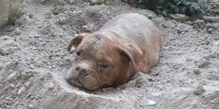 Num ato de crueldade, a cadela foi enterrada viva, mas um amante dos animais passava por perto do local! - Foto: Pedro Dinis