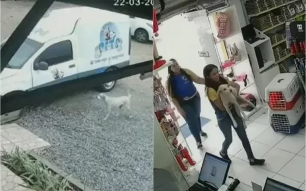 Divulgação