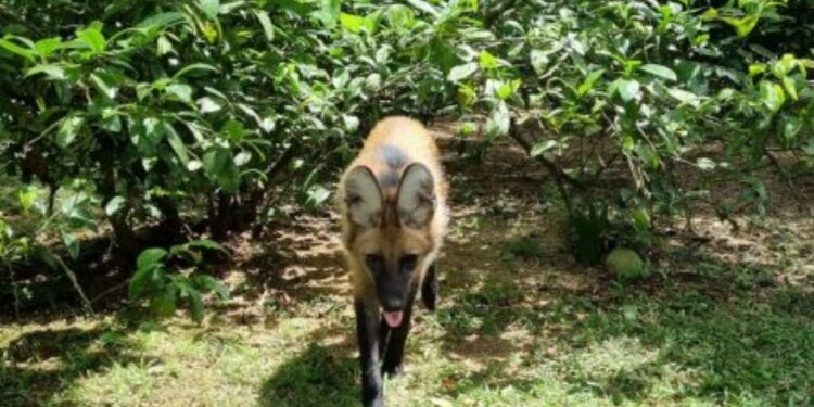 Homem adota "cachorro" mas descobre que levou um lobo-guará para casa. (Foto: Divulgação/ Zoo Pomerode/ Reprodução/ ND Mais)