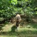 Homem adota “cachorro” mas descobre que levou um lobo-guará para casa