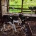 Três vacas criam novilhas gêmeas em propriedade no Sudoeste do PR