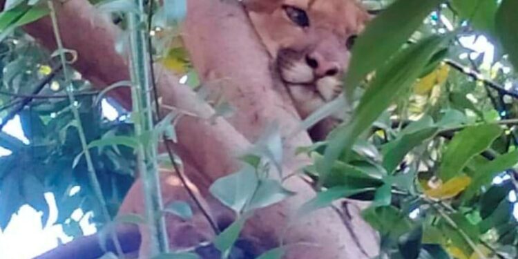 Onça-parda foi encontrada em cima de uma árvore na área urbana de Engenheiro Beltrão (Foto: BPAmb-FV)