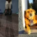 Paraná: Mascote da GM, vira-lata caramelo impede fuga de homem que invadia residências