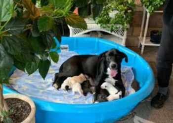 Cadelinha adota gatinho após ter 10 filhotes e família inteira é adotada