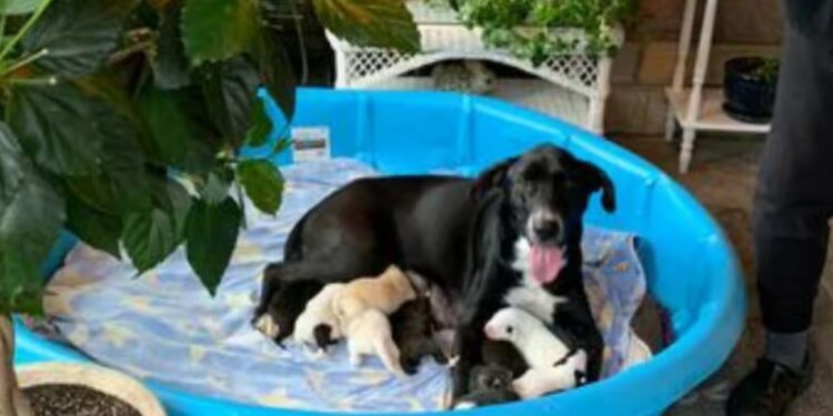 A cadelinha já escolheu seu filho preferido: o gatinho adotado! Tomara que os outros não fiquem com ciúme! (rs) - Foto: Reprodução/JCAS