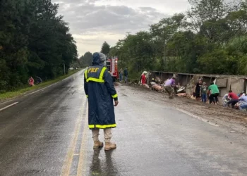 Caminhão carregado com 230 porcos tomba na BR-153, em Rebouças (PR)