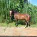 Paraná: Jovem encontra cavalo de estimação esquartejado no dia do aniversário