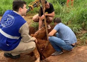Égua prenha é resgatada após ficar cerca de 4h presa em bueiro de rua no interior do Paraná