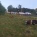 Paraná: Gado é atropelado e morre após assalto em propriedade rural na BR-376