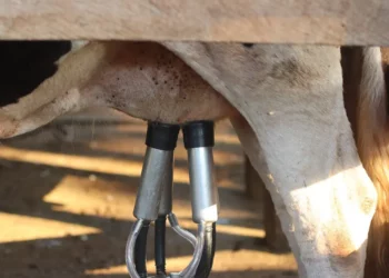 Mulher morre ao sofrer choque elétrico durante ordenha das vacas no Paraná