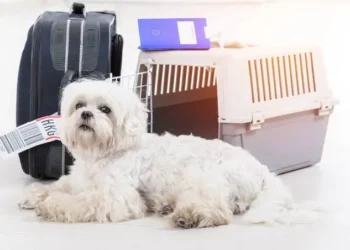 Paraná tem nova lei sobre transporte de animais em ônibus intermunicipais