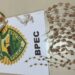 Patrulha Escolar apreende adolescente com mais 100 pedras de crack e cocaína