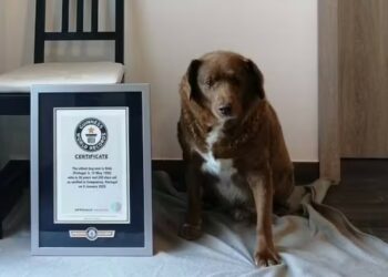 Cão mais velho do mundo completa 31 anos e ganha festa; segredo da longevidade