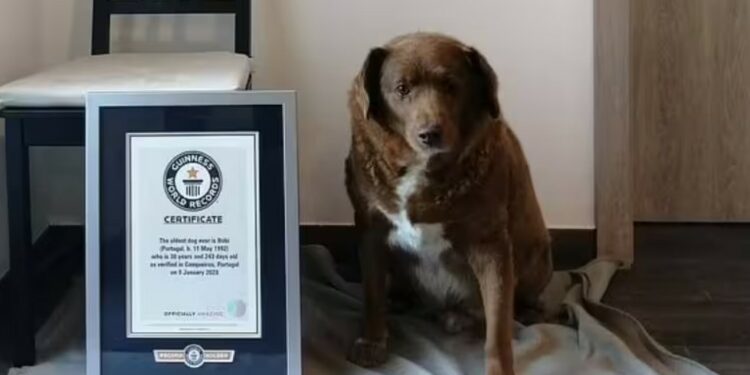 Sendo considerado o cão mais velho do mundo pelo Guinness Book, Bobi agora comemora seus 31 anos de idade e a família revela o segredo da longevidade - Foto: Reprodução/Redes sociais