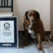 Cão mais velho do mundo completa 31 anos e ganha festa; segredo da longevidade