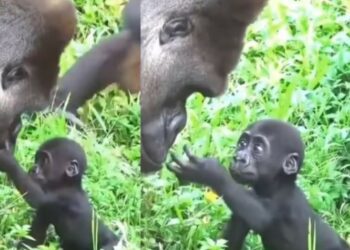 Bebezinho gorila se emociona ao ver o pai pela 1ª vez e encanta internautas; vídeo