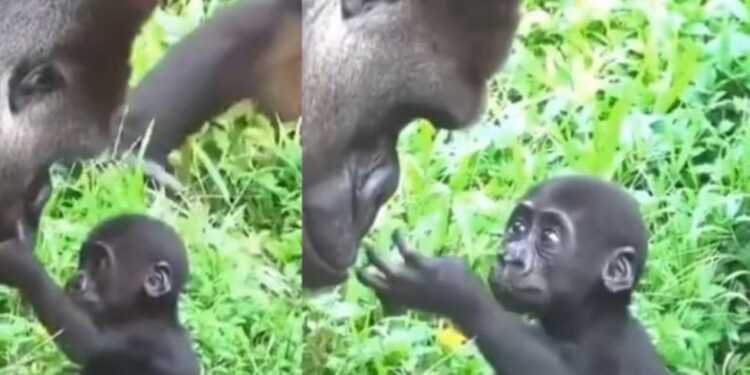 Emocionante a reação do bebezinho gorila ao encontrar seu pai pela primeira vez. Foto: Reprodução/@susantananda3/Twitter.