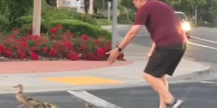 Casey Rivara foi um herói. Ele morreu atropelado enquanto ajudava uma família de patinhos a atravessar uma via perigosa nos EUA - Foto: @KCRA3