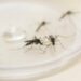 Jovem de 18 anos morre vítima de dengue no Paraná; já são mais de 76 mil casos da doença no estado