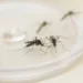 Criança de 2 anos morre vítima de dengue e casos confirmados ultrapassam os 45 mil no Paraná