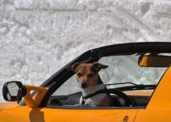 Motorista troca de lugar com seu cachorro durante abordagem policial