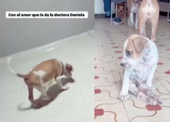 Cachorrinho vítima de maus-tratos voltou a andar depois de ser resgatado. Incrível!