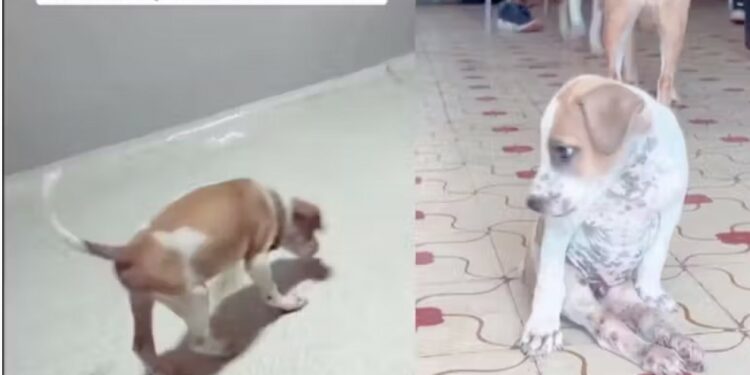 cachorrinho Toby, depois de ser resgatado pela ONG Tawala, voltou a andar. Agora ele vai passar por tratamentos especializados para recuperar 100% dos movimentos de duas patinhas. Foto: Reprodução/@proyecto_tawala/Instagram.