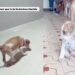 Cachorrinho vítima de maus-tratos voltou a andar depois de ser resgatado. Incrível!