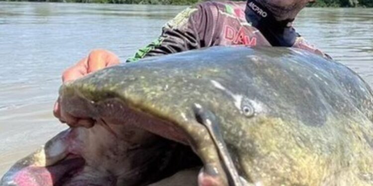 Durante a tentativa de trazer o peixe à tona, o pescador quase perdeu o barco. Mas após conseguir ancorar, conseguiu retirar o bagre. (Foto: Reprodução/ Instagram)