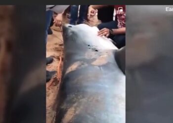 Tubarão é espancado até a morte após comer pessoa dentro mar