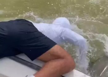 Tubarão morde mão de pescador e o arrasta para o mar