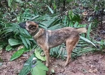 Cachorro herói que ajudou no resgate de crianças na Colômbia tem fim trágico