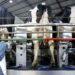 Custo de produção de proteínas animais está em queda no Paraná, aponta boletim