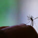Paraná registra mais 8,5 mil casos e 7 óbitos pela dengue