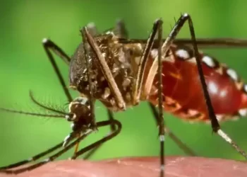 Vacina contra a chikungunya VLA1553 é considerada segura em teste clínico