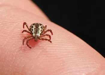 Saiba o que é febre maculosa, doença que já matou três pessoas em São Paulo