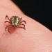 Saiba o que é febre maculosa, doença que já matou três pessoas em São Paulo