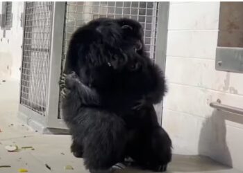 Chimpanzé criada 28 anos em laboratório vê o céu pela 1ª vez e se emociona; Vídeo