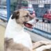 Julho Dourado é o mês dedicado à reflexão sobre a saúde animal e prevenção de zoonoses