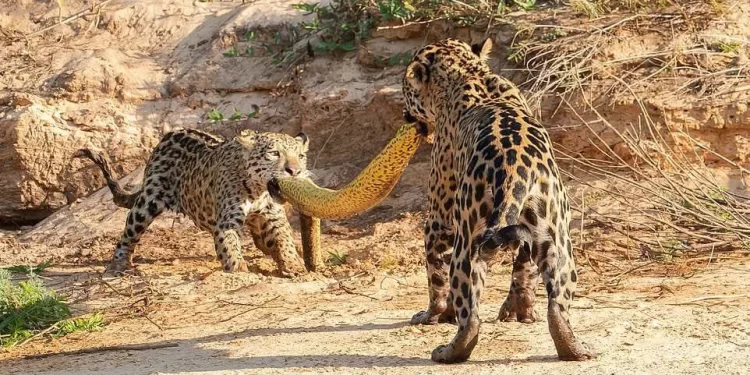 Colaboração: Biodiversidade Brasileira
