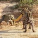 Onças-pintadas são flagradas num cabo de guerra com sucuri no Pantanal; confira fotos