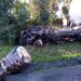 Paraná: Caminhoneiro morre em acidente entre 3 caminhões na BR-277; pista é interditada