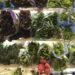 Frio influencia preços de frutas e hortaliças no atacado