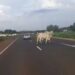 Motociclista morre e passageira fica ferida após atropelar vaca solta na rodovia
