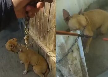 Policial invade casa em chamas para salvar cachorrinho acorrentado; Vídeo