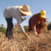 Coopera Paraná: Governo publica edital de R$ 31,5 milhões para apoiar agricultura familiar