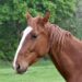 Criança sofre mal súbito enquanto andava a cavalo e morre no Paraná