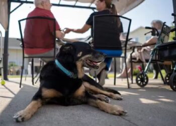Cão foge de abrigo 3 vezes, vai para lar cuidar de idosos e acaba adotado