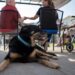 Cão foge de abrigo 3 vezes, vai para lar cuidar de idosos e acaba adotado