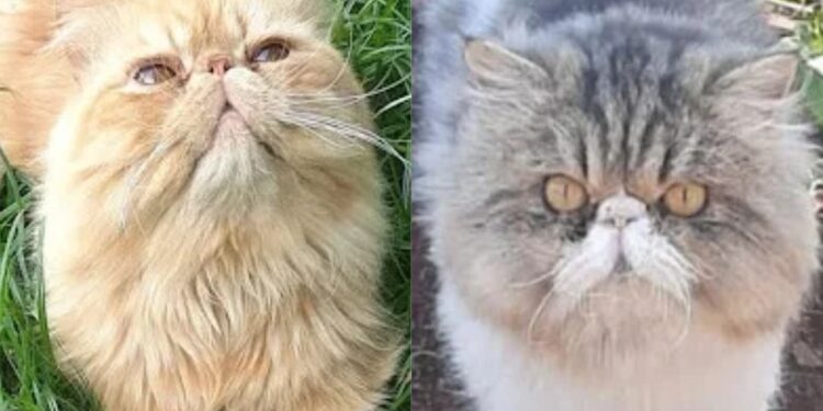 Um dos gatos tem a cor amarela e o outro, branco com preto (Foto: Divulgação/TNOnline)